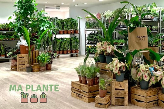 maplante maplante